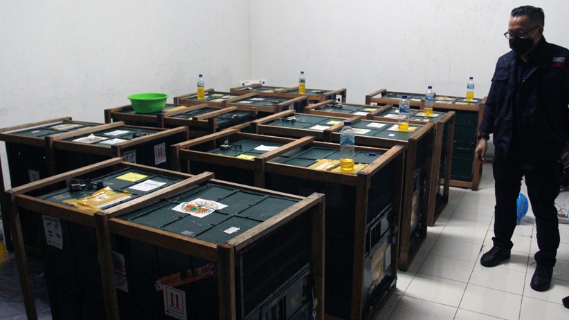 11 Orang Utan Hasil Perdagangan Ilegal Dipulangkan dari Malaysia dan Thailand - Bagian 2