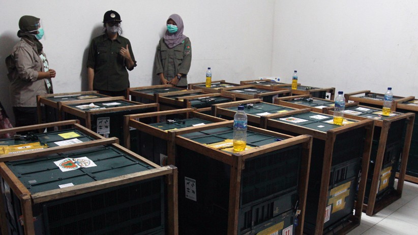 11 Orang Utan Hasil Perdagangan Ilegal Dipulangkan dari Malaysia dan Thailand - Bagian 1