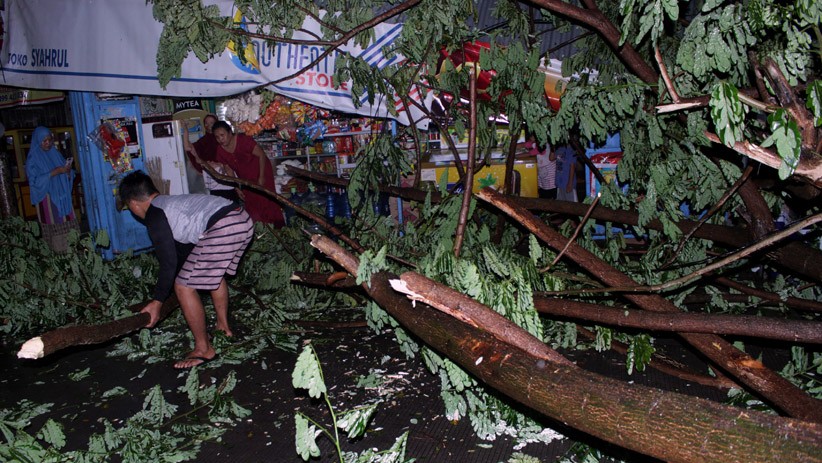 Cegah Pohon Tumbang, Pemkot Bandarlampung Pangkas Pohon Besar