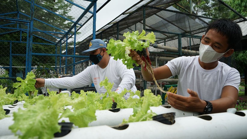 Belajar Budi Daya Tanaman Hias dengan Sistem Hidroponik - Bagian 4