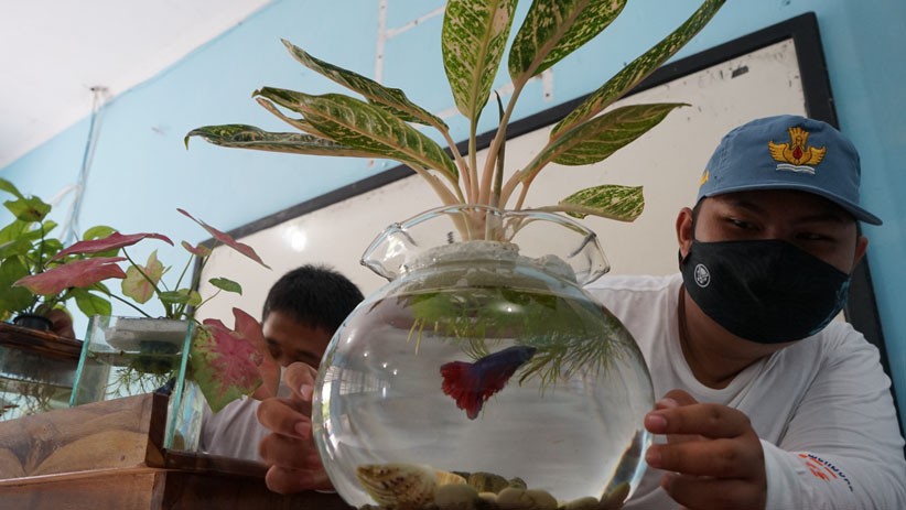 Belajar Budi Daya Tanaman Hias dengan Sistem Hidroponik - Bagian 1