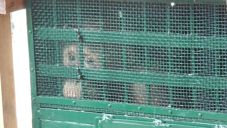 11 Ekor Orangutan Perdagangan Ilegal Satwa Liar Dipulangkan dari Malaysia dan Thailand