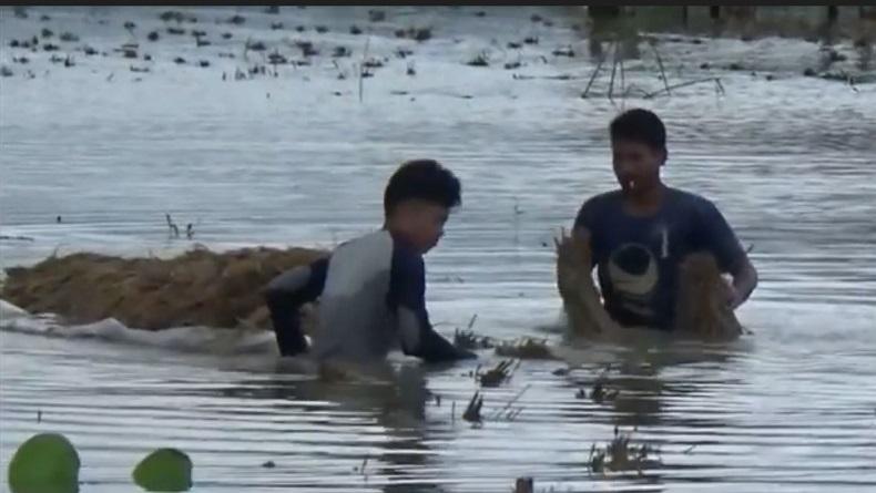 Banjir Aceh Utara, Petani Merugi Rp114 Miliar akibat Gagal Panen