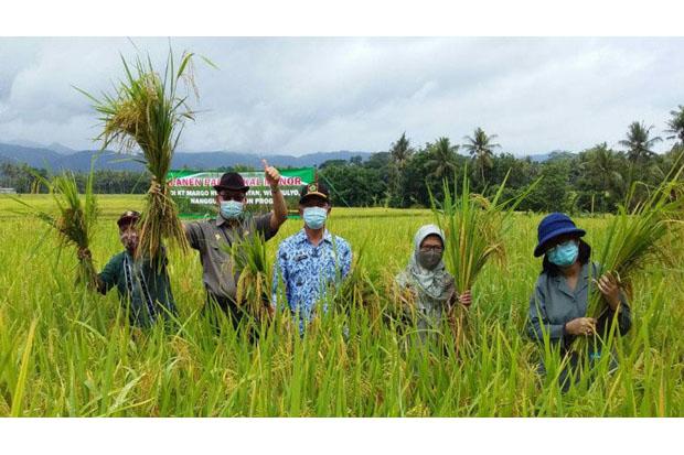 Petani Kulonprogo Panen Padi Premium Menor