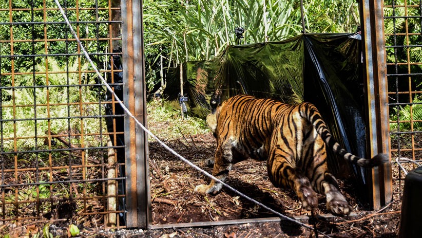 Harimau Sumatera Korban Jerat Dilepas Liar ke Hutan Alam Semenanjung Kampar - Bagian 2