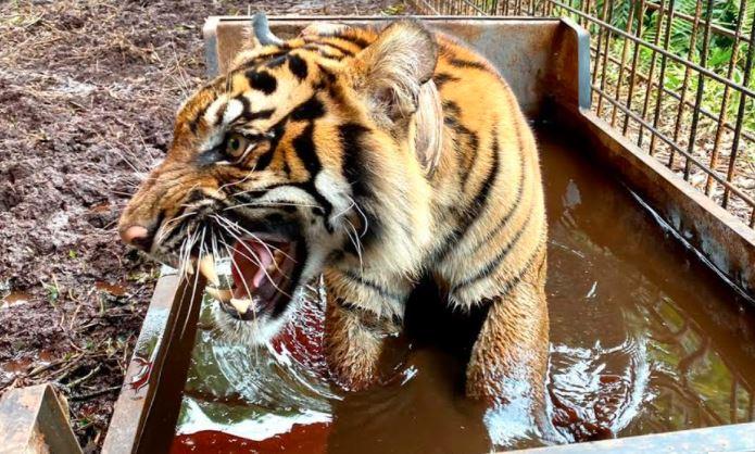 title 9 Bulan Jadi Korban Jerat, Harimau Corina Dilepasliarkan ke Hutan Riau 9 Bulan Jadi Korban Jerat, Harimau Corina Dilepasliarkan ke Hutan Riau