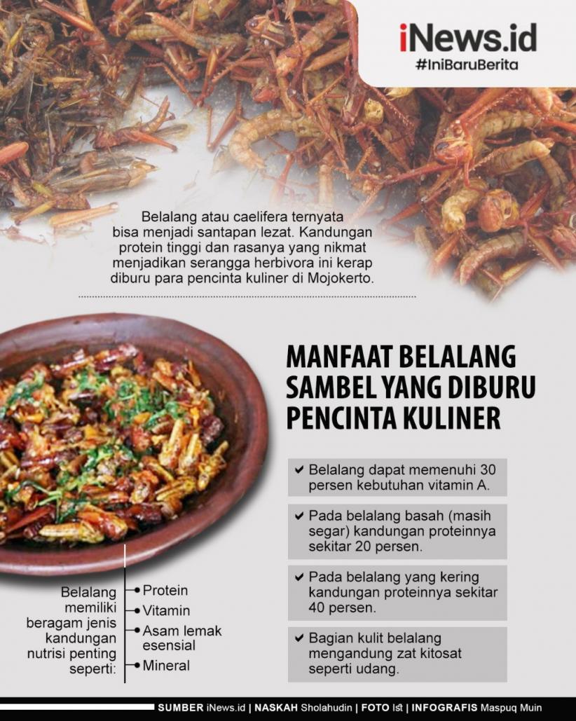 Infografis Kuliner Belalang Sambel Khas Mojokerto