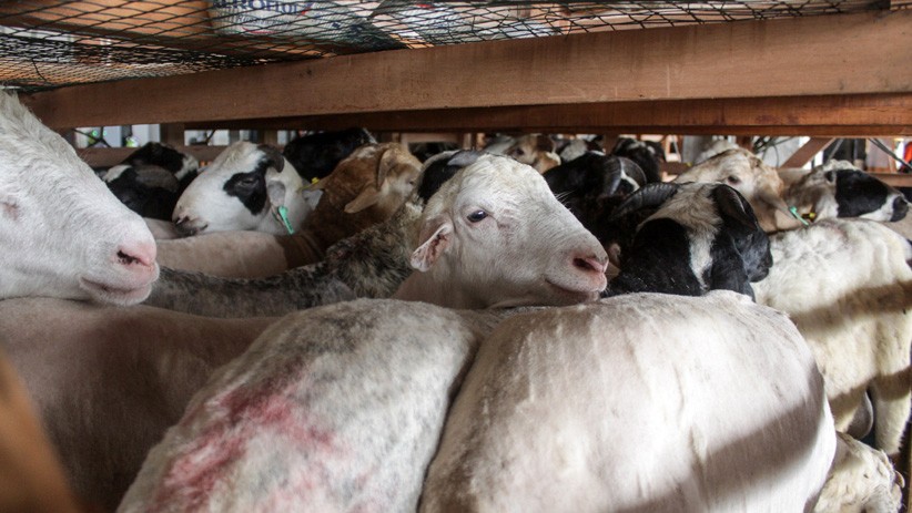 Terimbas Refocusing, 300 Kelompok Ternak di KBB Gagal Dapat Bantuan Domba