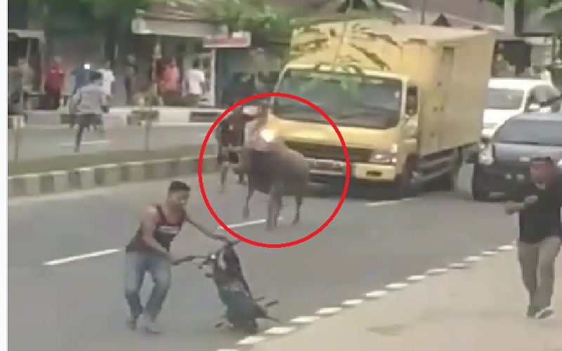 Kerbau Ngamuk di Jalanan Bangkinang, Kejar Warga hingga Seruduk Motor