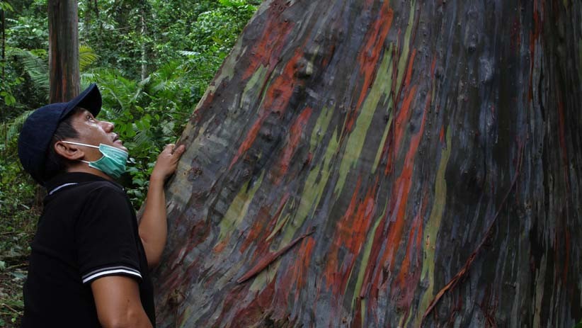 Penampakan Pohon Bermotif Loreng di Baubau, Dimanfaatkan sebagai Obat-obatan - Bagian 1