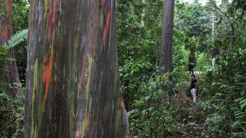 Penampakan Pohon Bermotif Loreng di Baubau, Dimanfaatkan sebagai Obat-obatan - Bagian 2