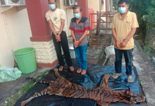 Polisi Tangkap 3 Pemburu Liar Harimau Sumatera di Bengkulu