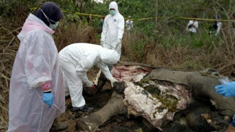 Konflik Manusia dan Gajah di Aceh Tinggi, 102 Kasus di Tahun 2020