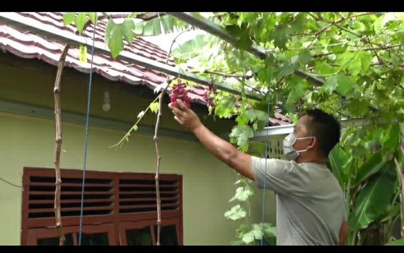 Peluang Bisnis dan Pemanis Halaman, Anggur Ukraina Tumbuh Subur di Palembang 