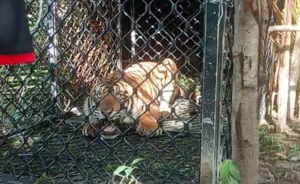 Mangsa Ternak Sapi, Harimau Sumatera Masuk Perangkap BKSDA di Aceh Singkil