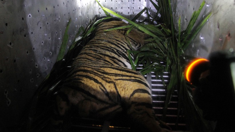 Harimau Sumatera Masuk Perangkap Dievakuasi BKSDA Aceh