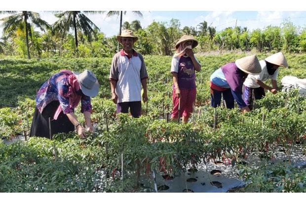 Waduh, Harga Cabai Melonjak hingga 100 Persen