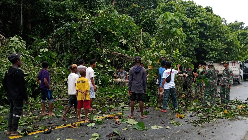 Pohon Tumbang di Jalur Trans Papua Keerom-Jayapura Tutup Akses Jalan