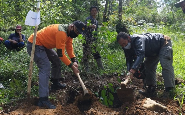 31 Pohon Sakura Jenis Prunus Cerasoides Ditanam di Lereng Gunung Lawu 