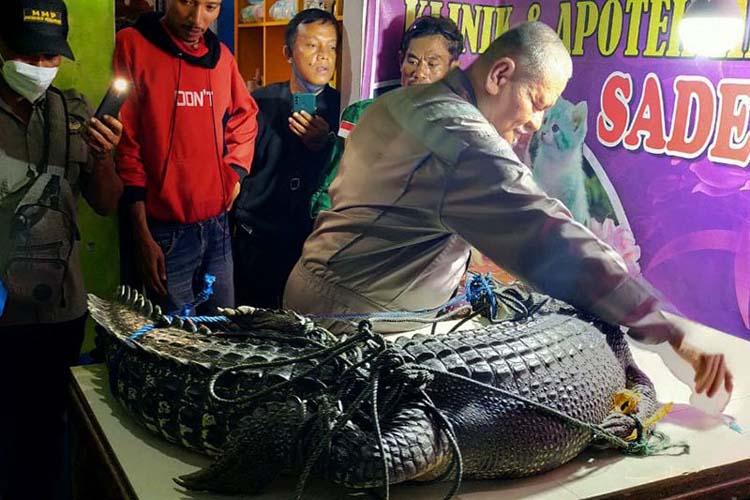  Warga Evakuasi Bangkai Buaya Muara di Perairan Segara Anakan Cilacap