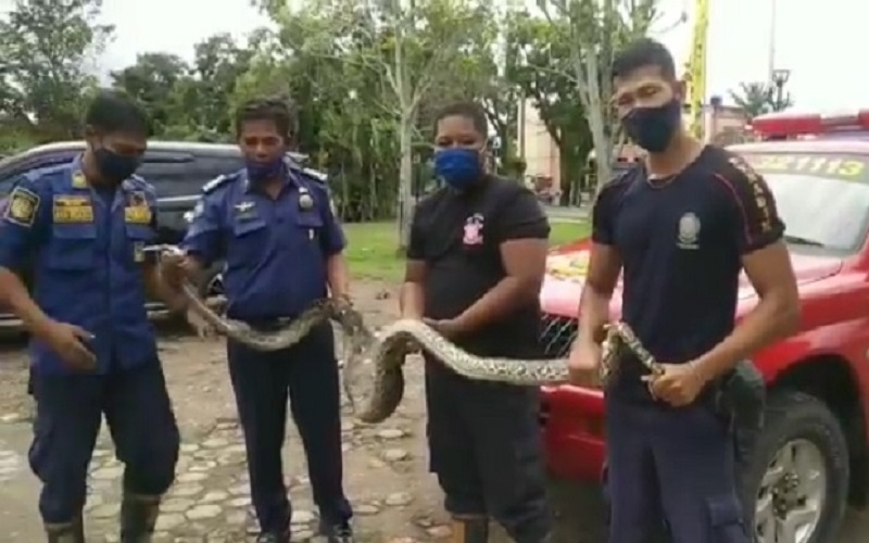 Biki Resah dan Mangsa Ternak Warga, Ular Sanca 6 Meter di Muba Ditangkap