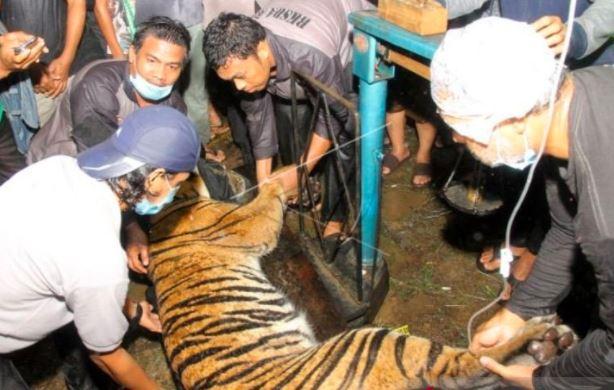 Harimau Sumatera Kembali Masuk Perangkap BKSDA di Aceh Singkil
