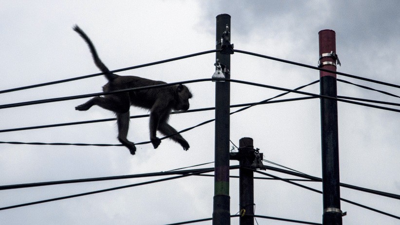 Kawanan Monyet Ekor Panjang Masuk Permukiman Warga di Bandung Barat