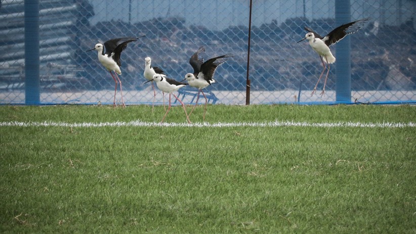 Diresmikan Gubernur Anies, Ini Penampakan Lapangan Latih Jakarta International Stadium - Bagian 3