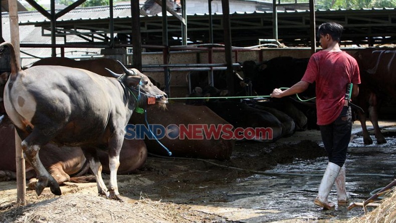 Tukang Jagal di Makassar Diberangkatkan ke Bogor untuk Dapat Pelatihan