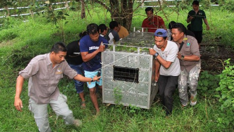 Tunggu Kajian Lokasi Pelepasliaran, Harimau Sumatera dari Aceh Dititipkan ke Barumun Sanctuary Sumut