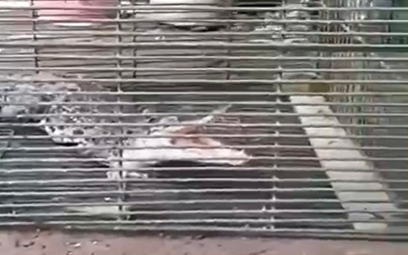 Buaya Muara Masuk Permukiman di Palembang, Ini yang Dilakukan BKSDA