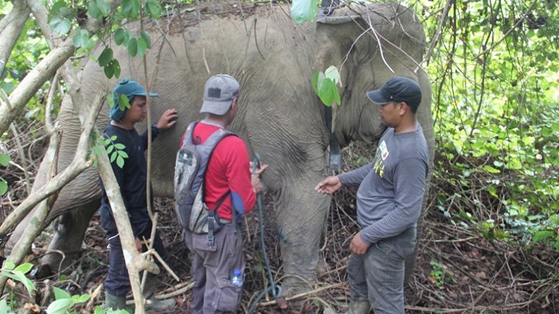 Gajah Liar Rusak Kebun Masyarakat di Bener Meriah, BKSDA Aceh Kerahkan Tim CRU