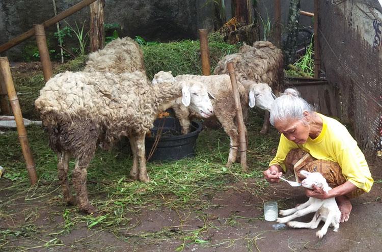 Kambing Bermata Satu Lahir di Sleman, Hanya Bertahan Hidup 6,5 Jam