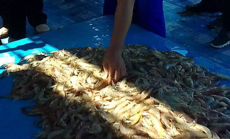 Tambak Tergenang Banjir, Petani Udang dan Ikan di Demak Terpaksa Panen Dini