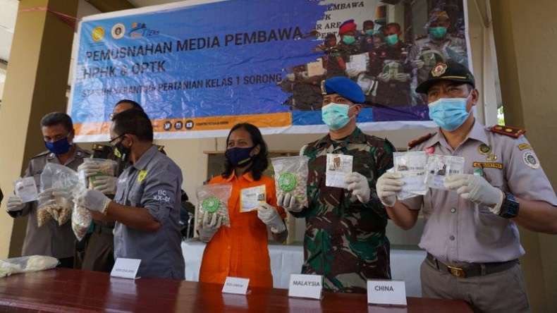 Lindungi Masyarakat, Bibit Tananam Impor Tak Berizin dan Bersertifikat Dimusnahkan di Sorong