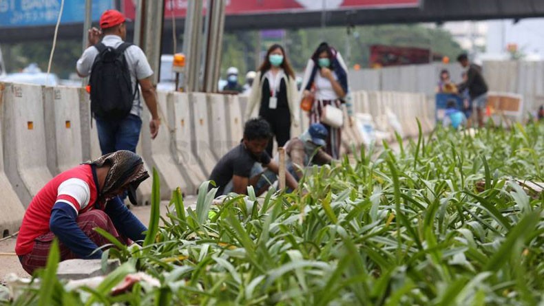 Hijaukan Jakarta, Pemprov DKI Tanam Puluhan Ribu Pohon dan Jutaan Semak Berbagai Jenis