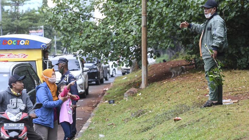 Warga Berkerumun Beri Makan Monyet Liar di Pinggir Jalan Kapuk Muara - Bagian 2