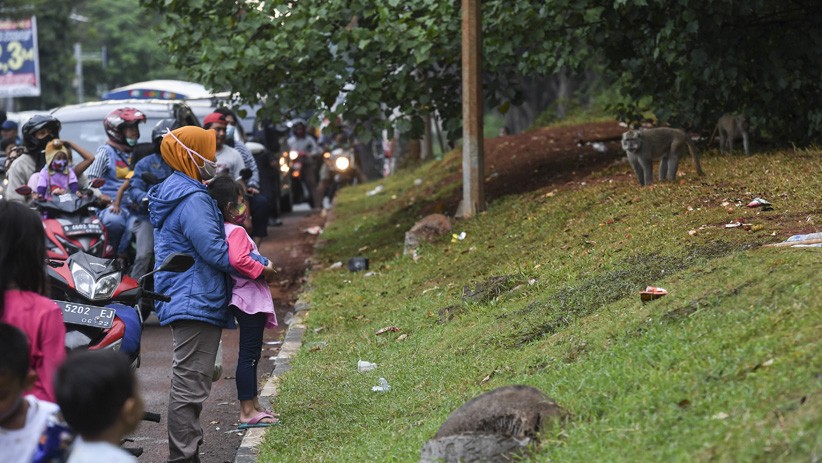 Warga Berkerumun Beri Makan Monyet Liar di Pinggir Jalan Kapuk Muara - Bagian 1