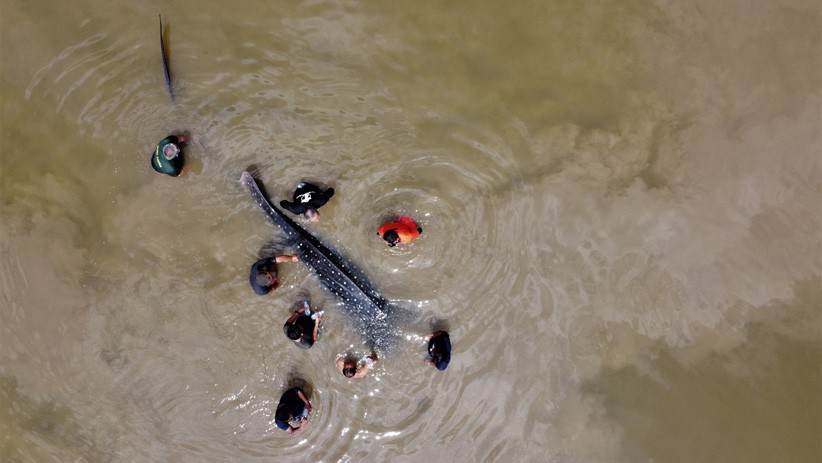 Terdampar, Hiu Paus Tutul Didorong Sejauh 5 Km di Sungai Wanggu Kendari - Bagian 2