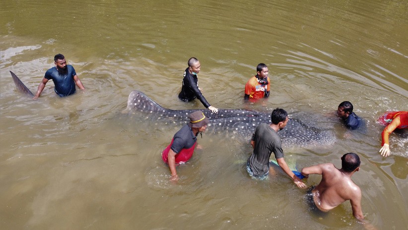 Terdampar, Hiu Paus Tutul Didorong Sejauh 5 Km di Sungai Wanggu Kendari - Bagian 1