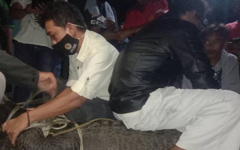 Buaya Tangkapan Nelayan Lampung Timur di Pelelangan Ikan Dievakuasi