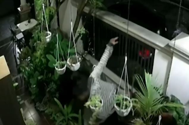 Video Pelaku Pencurian Tanaman Hias di Palembang Terekam CCTV
