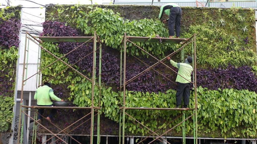 Merawat Taman Vertikal Ibu Kota - Bagian 2