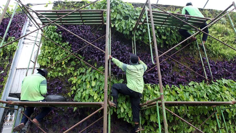 Merawat Taman Vertikal Ibu Kota - Bagian 3