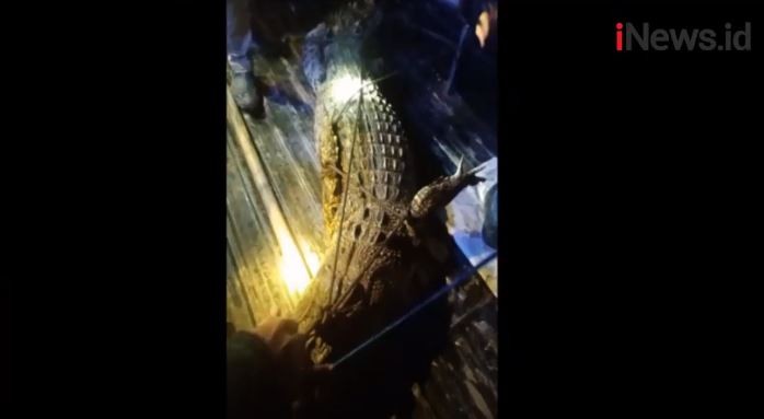 Video Petugas Tangkap Buaya Muara 2,5 Meter Dipancing Umpan Ayam di Langkat Sumut