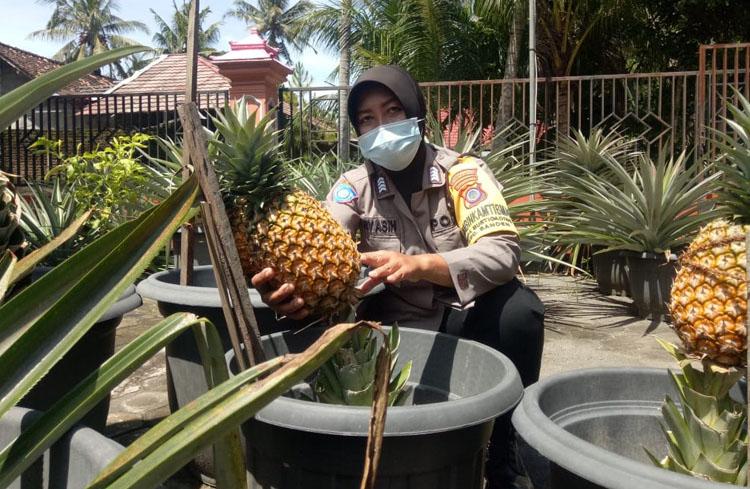 Sukses Kembangkan Nanas Bagong, Bripka Tri Asih Dorong Petani Manfaatkan Lahan Kosong