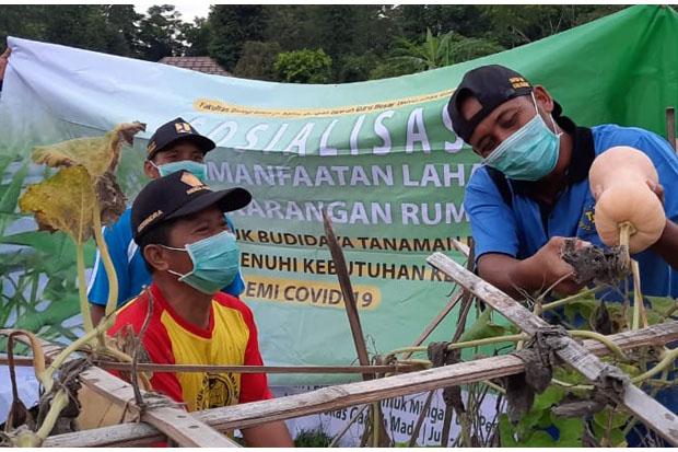 Peneliti Fakultas Biologi UGM Kembangkan Labu Varitas Baru