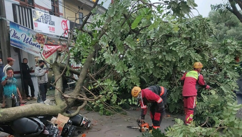 Tak Ada Angin dan Hujan Tiba-tiba Pohon Tumbang di Cimahi, 4 Motor Jadi Korban