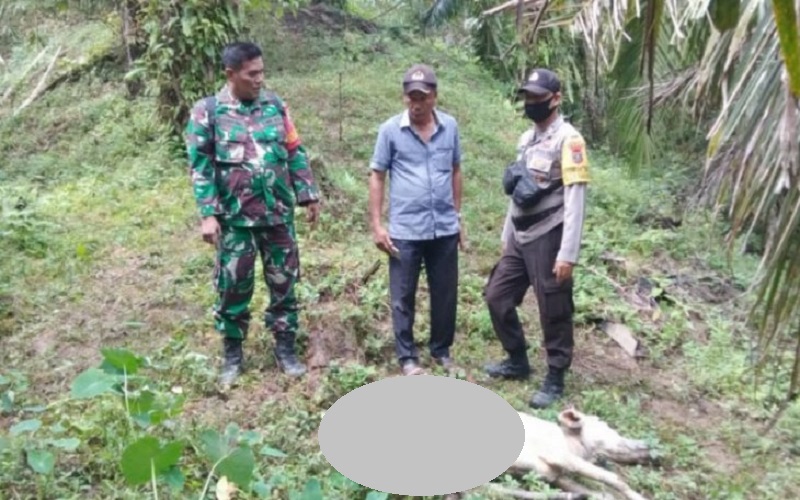 Ditinggal di Kebun Sawit, Dua Ekor Lembu Milik Warga Langkat Diterkam Harimau