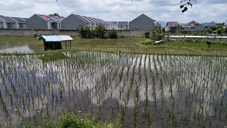 Banjir Cirebon, 5.287 Hektare Sawah Terendam Dan Terancam Puso